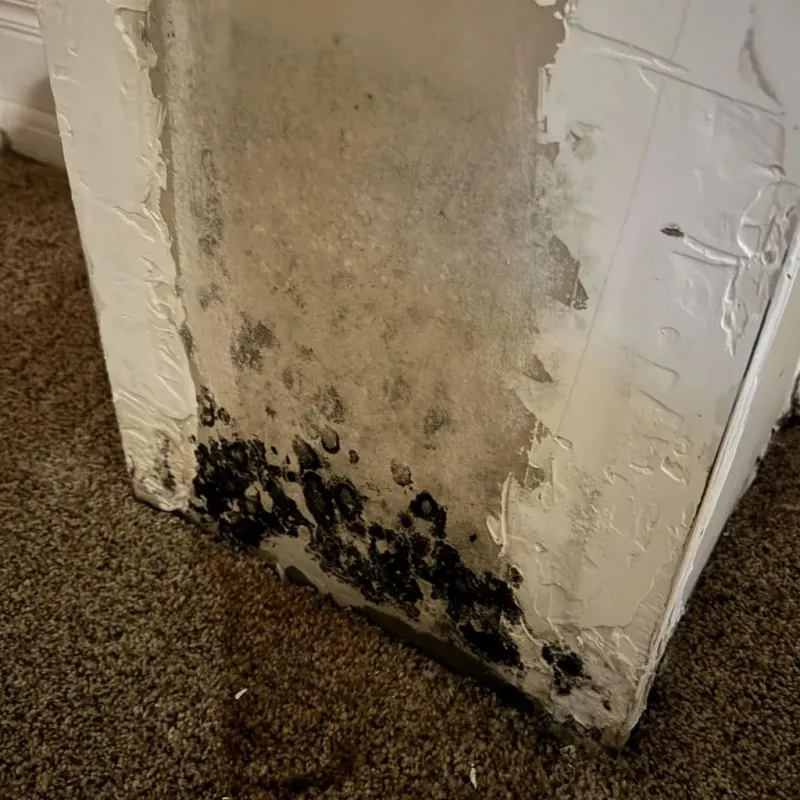 Professional Mold Removal in Highland Park, MI